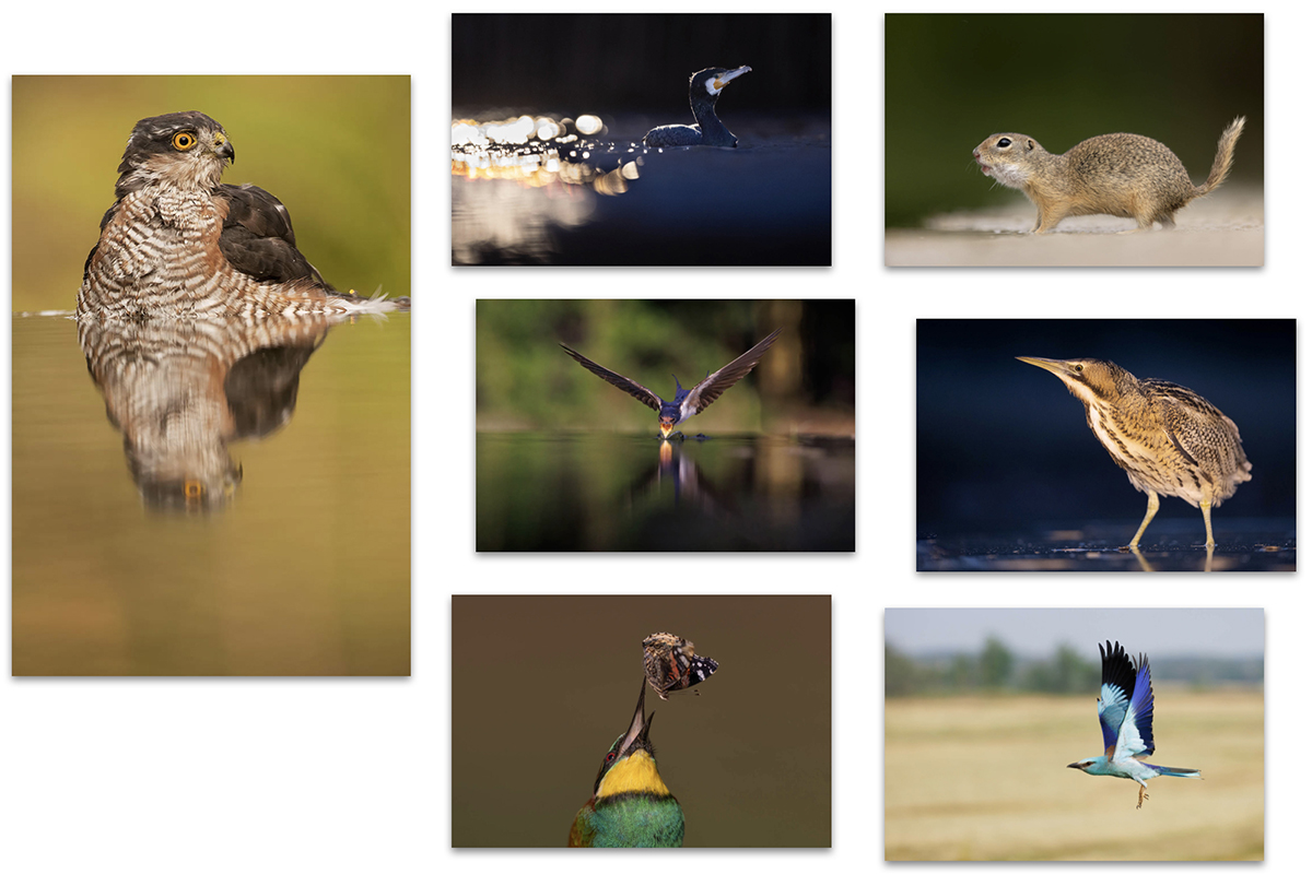 Fabulous Wildlife Photography in Hungary